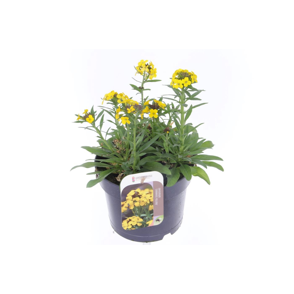 Erysimum Canaries Yellow.
