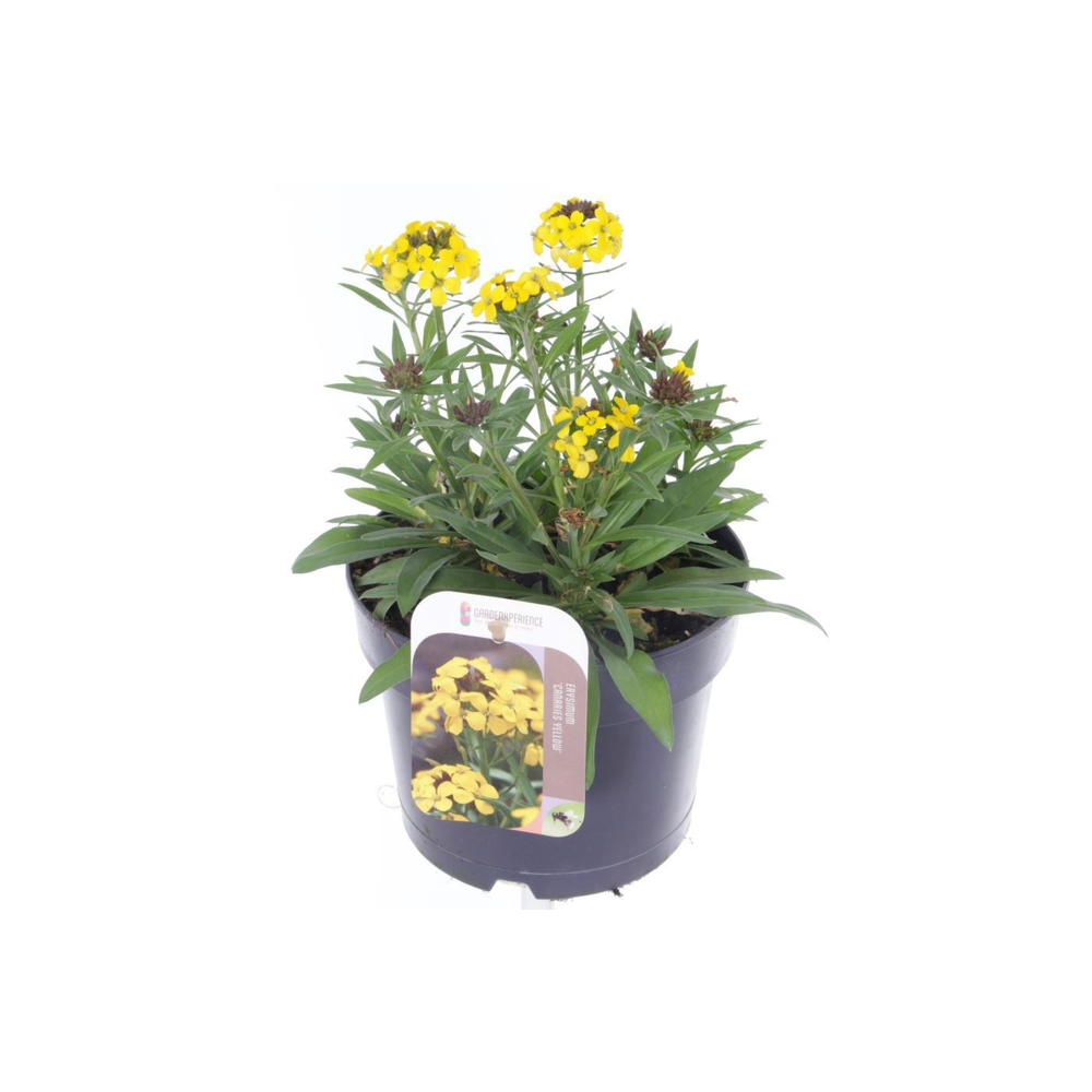 Erysimum Canaries Yellow.