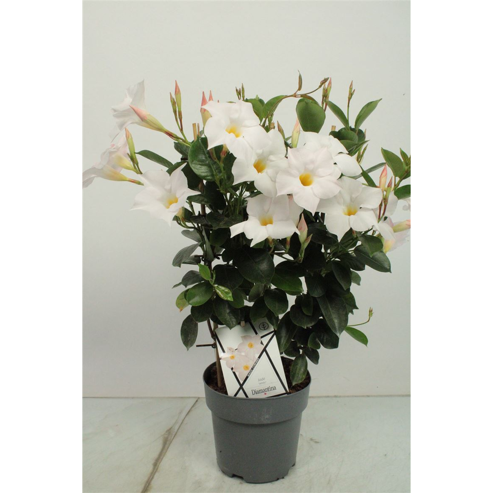 Mandev Diamant Jw Trellis - 1153.