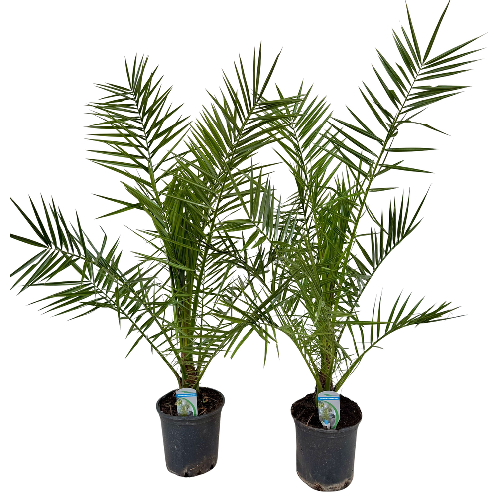 Phoenix canariensis P18 IT.