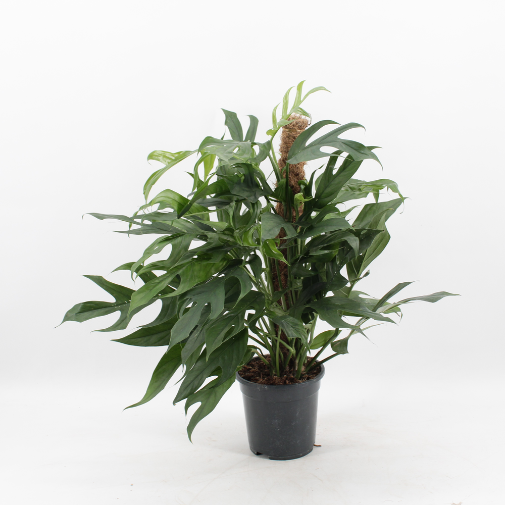 Epipremnum Pinnatum Baltic Blue.