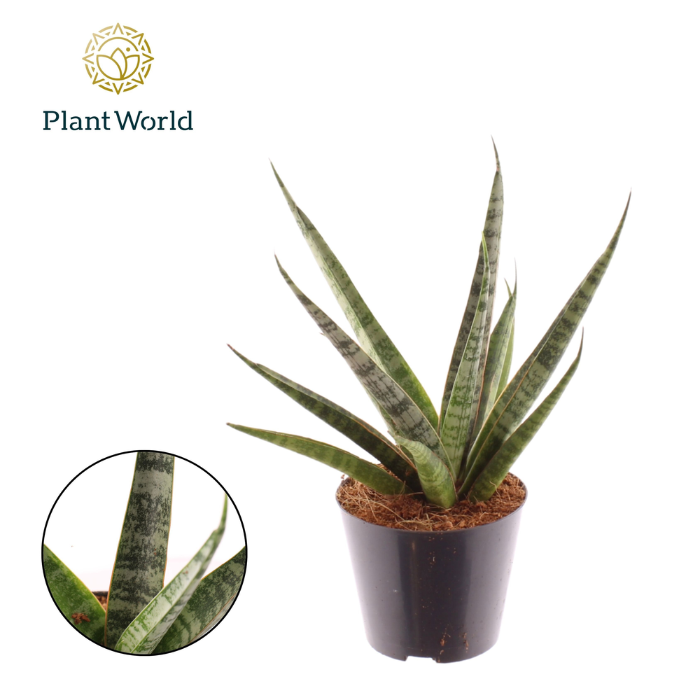 Sansevieria 'Sem' P10.5.