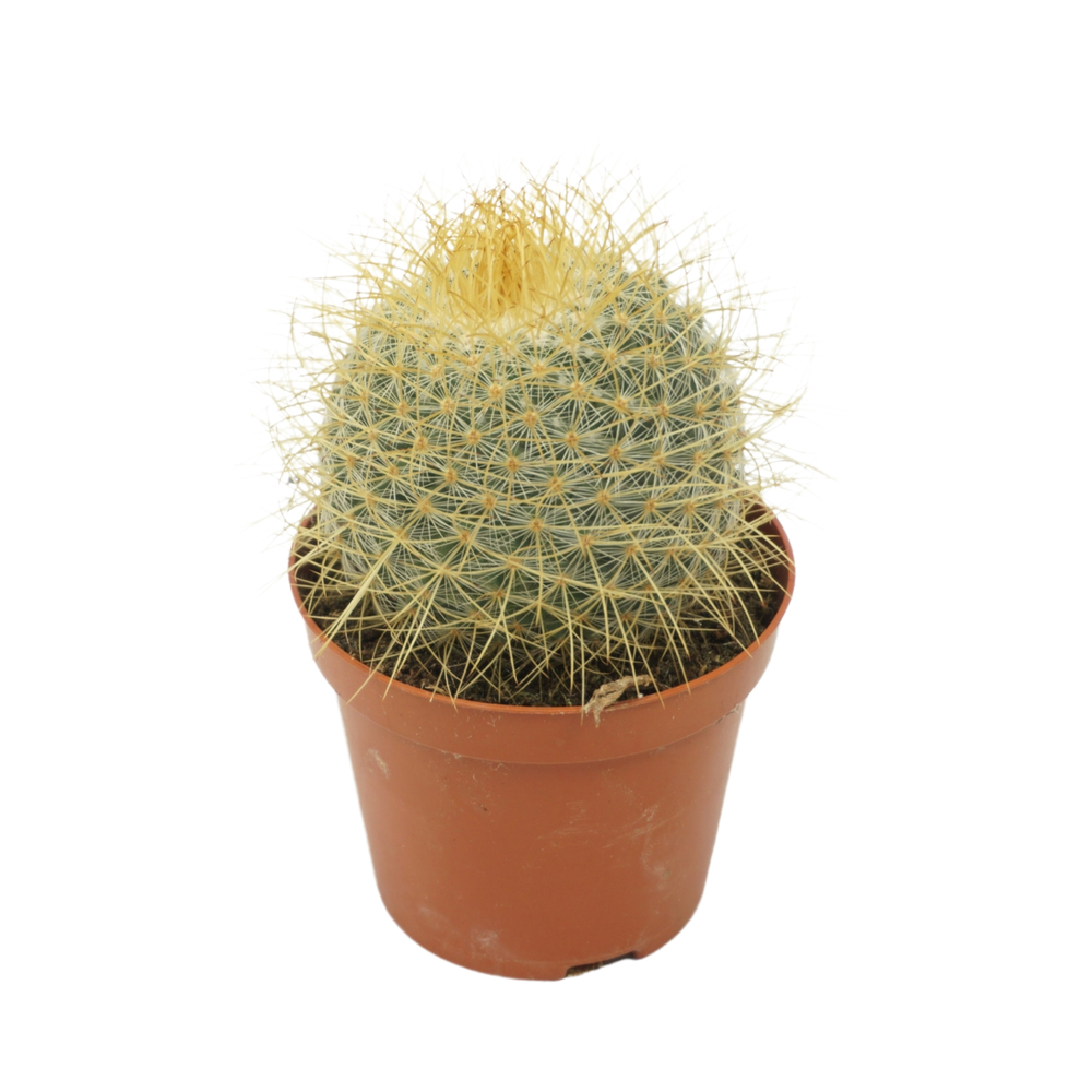 Mammillaria pringlei 8,5 cm.