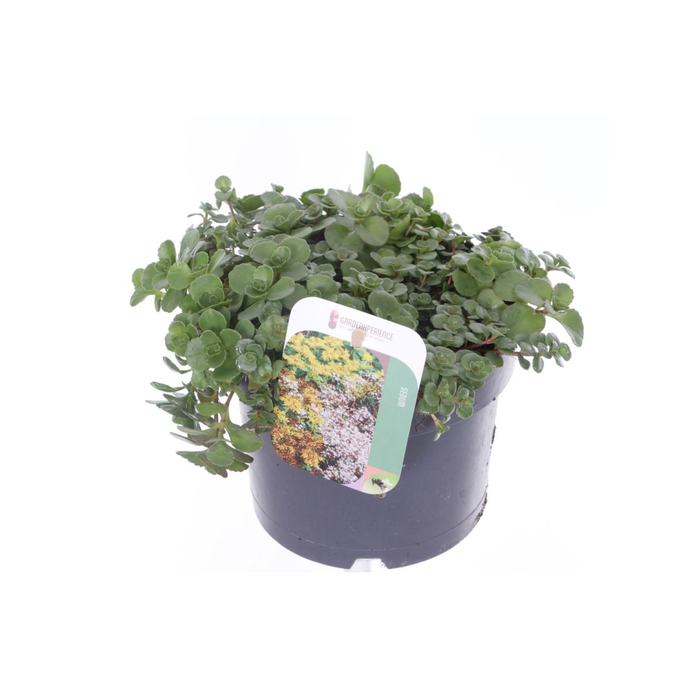 Sedum spurium Coccineum.