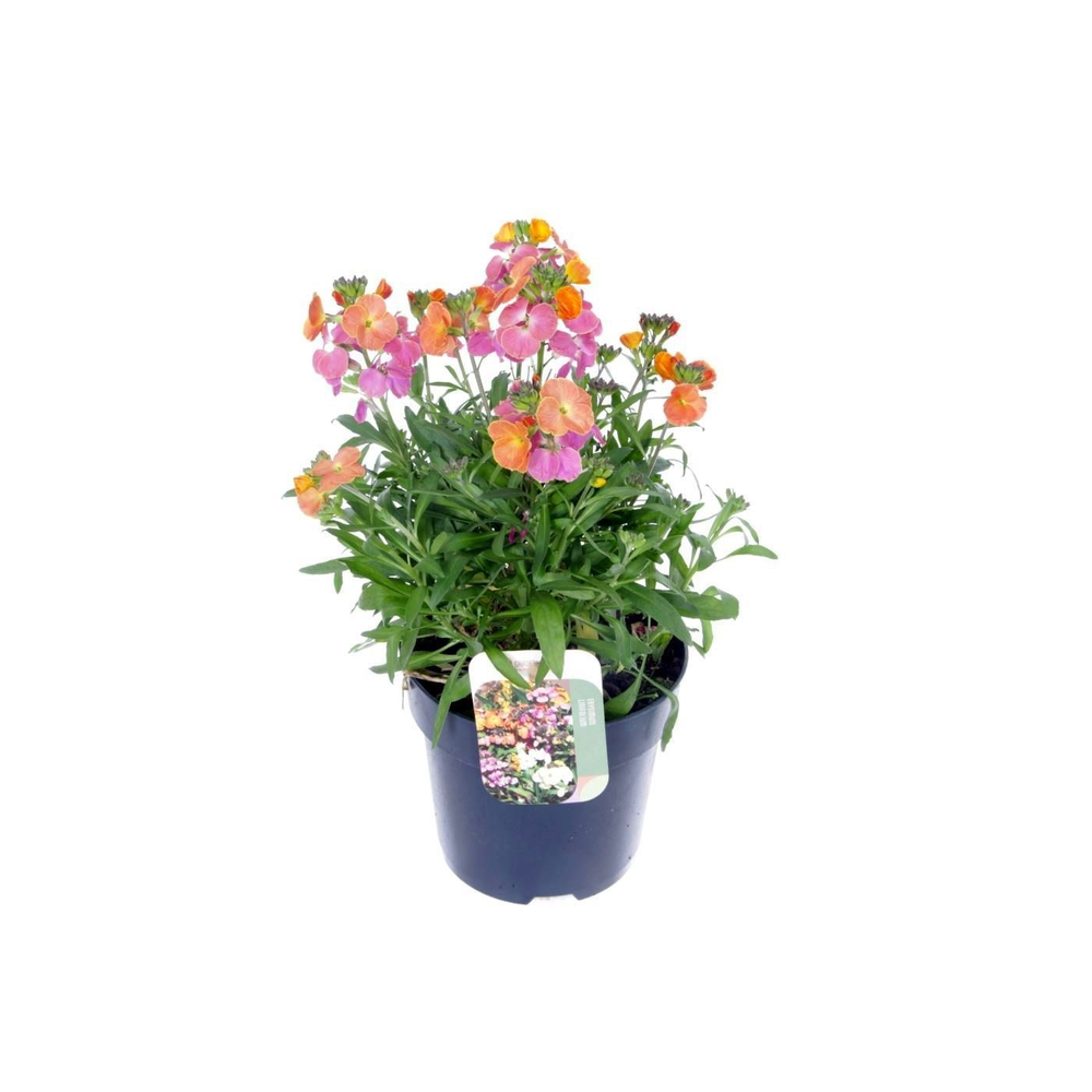 Erysimum Erysistible Magenta.