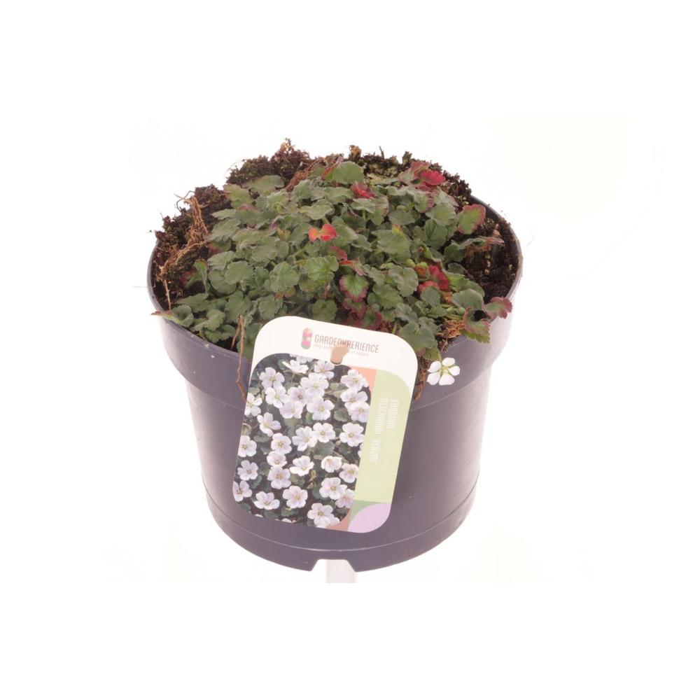 Erodium reichardii Album.