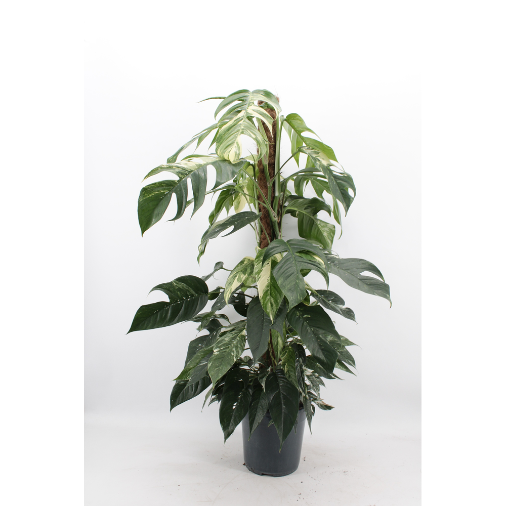 Epipremnum Pinnatum 'Albo Variegata'.