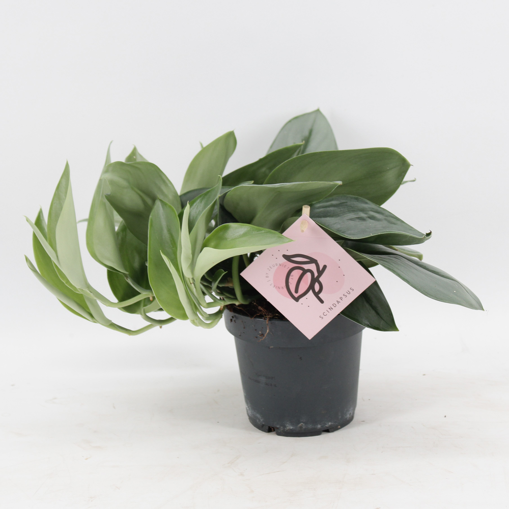 Scindapsus Treubii 'Moonlight'.