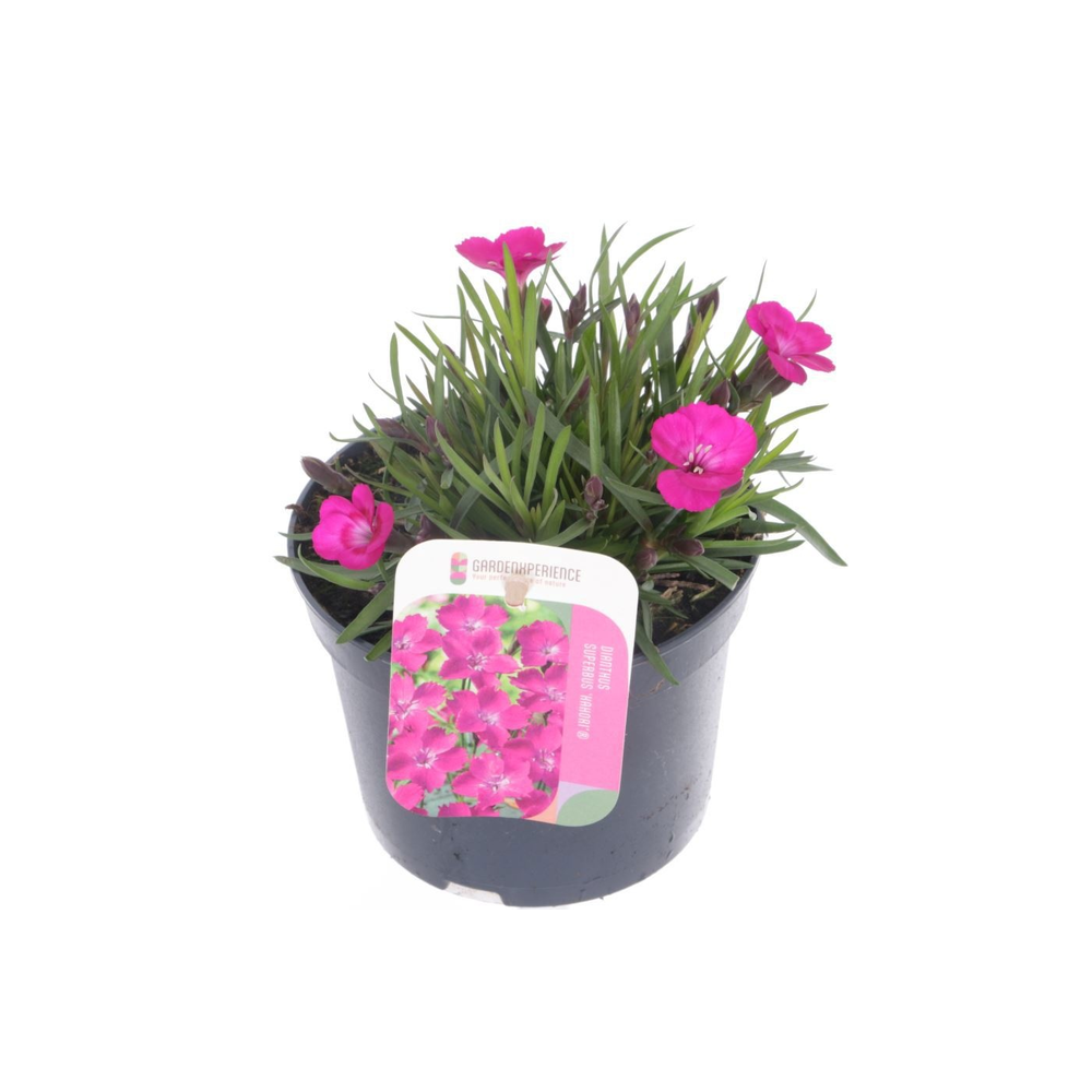 Dianthus caryophyllus Kahori.