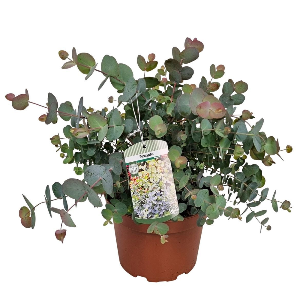 Eucalyptus Silver Dollar Bush.