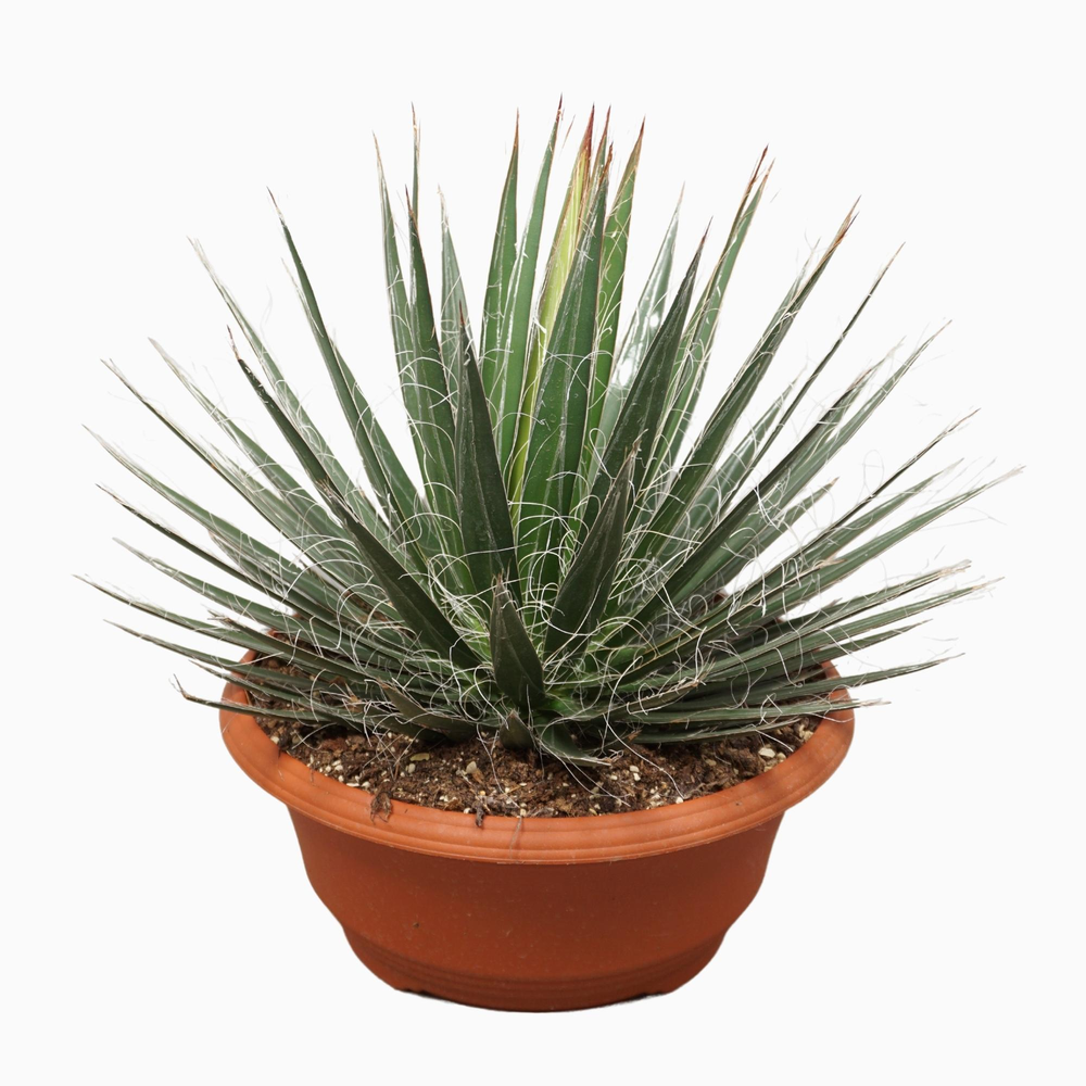 Agave filifera 35 cm.