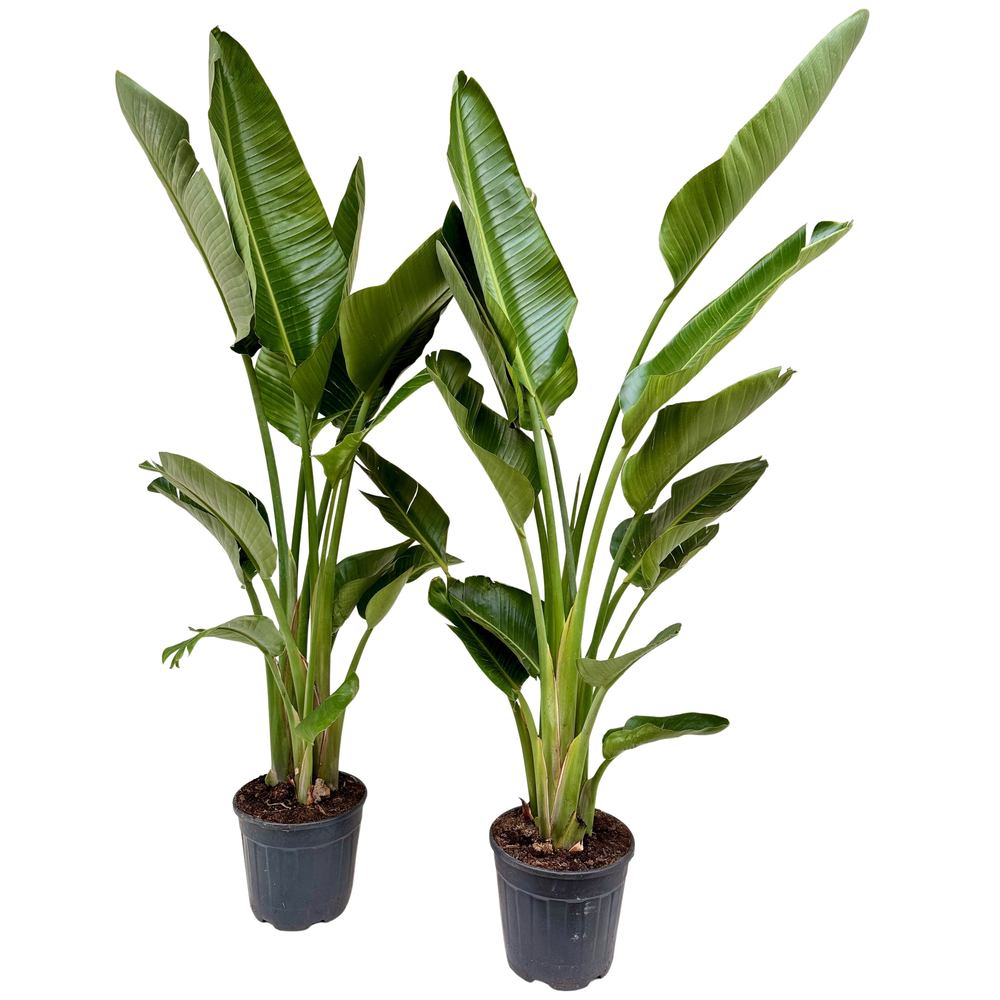Strelitzia nicolai P30 3PP XL.