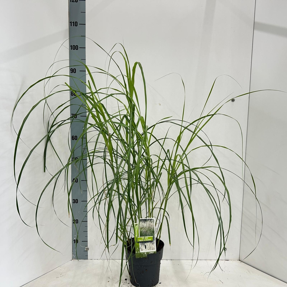 Miscanthus sin. 'Herman Mussel'.