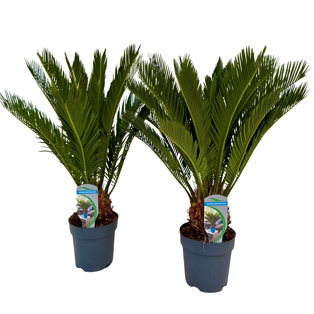 Cycas revoluta P14 XL.