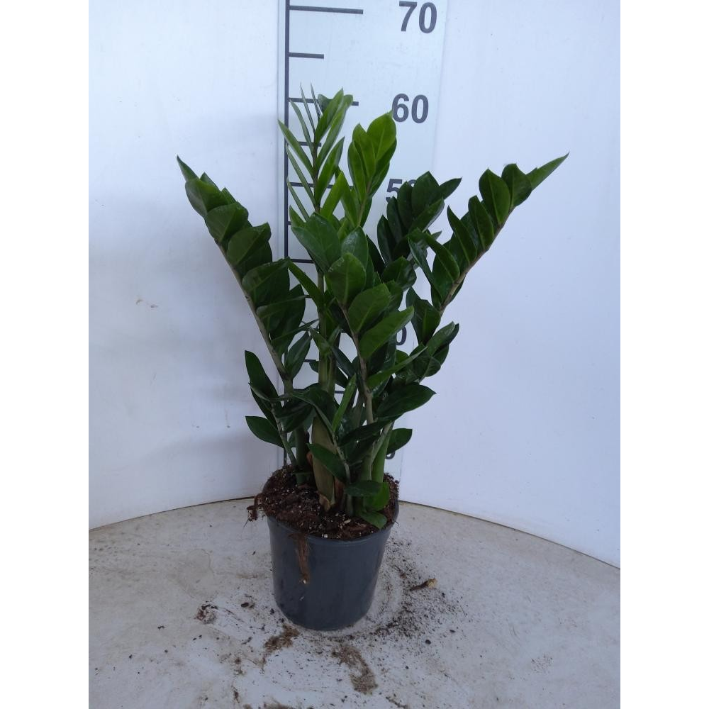 Zamioculcas P17 4+ veren.