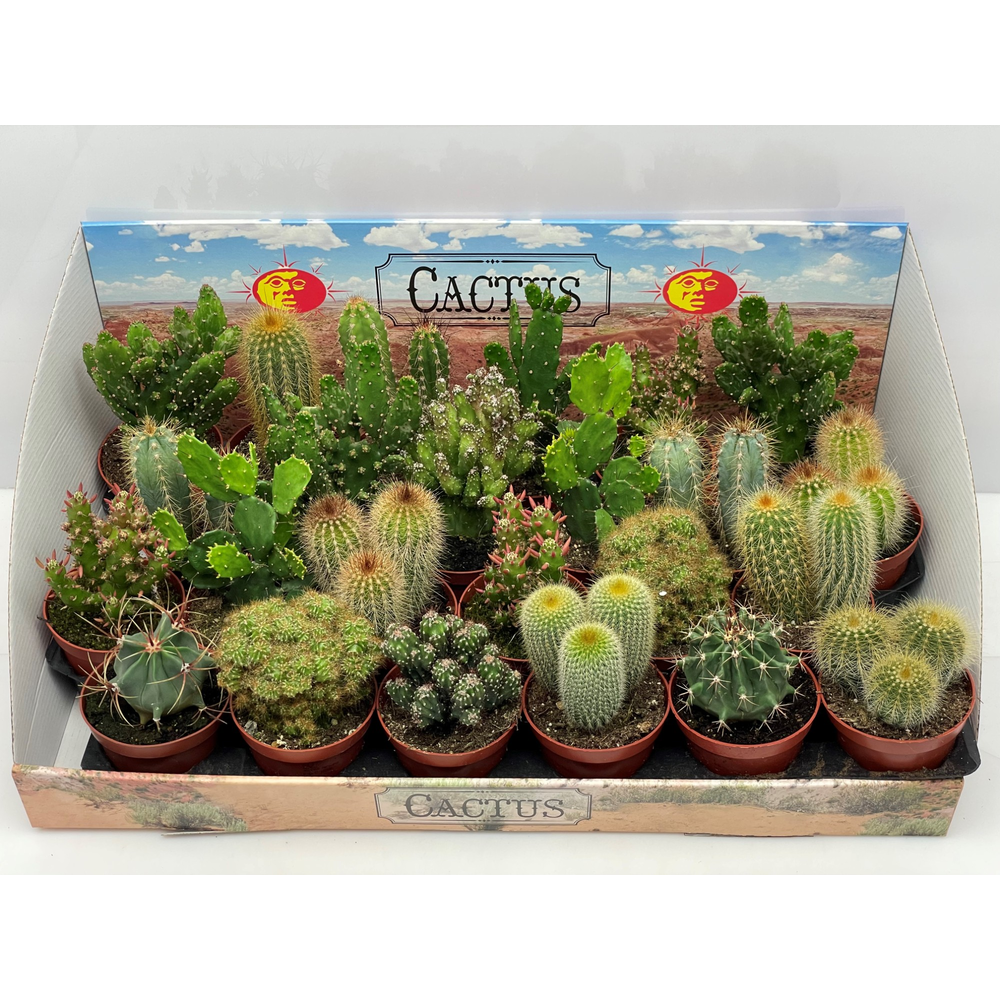 Cactus gemengd 8,5 cm.