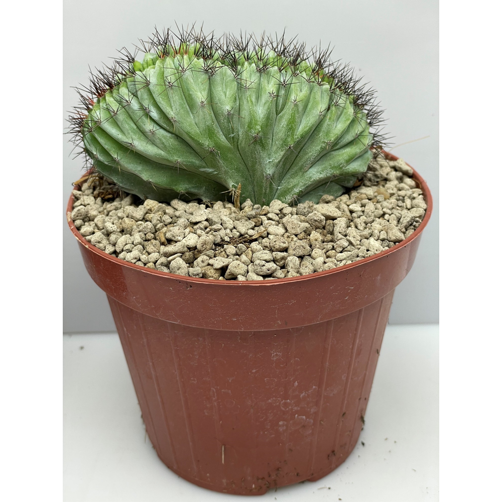 Chichipe Cristaat 12 cm.