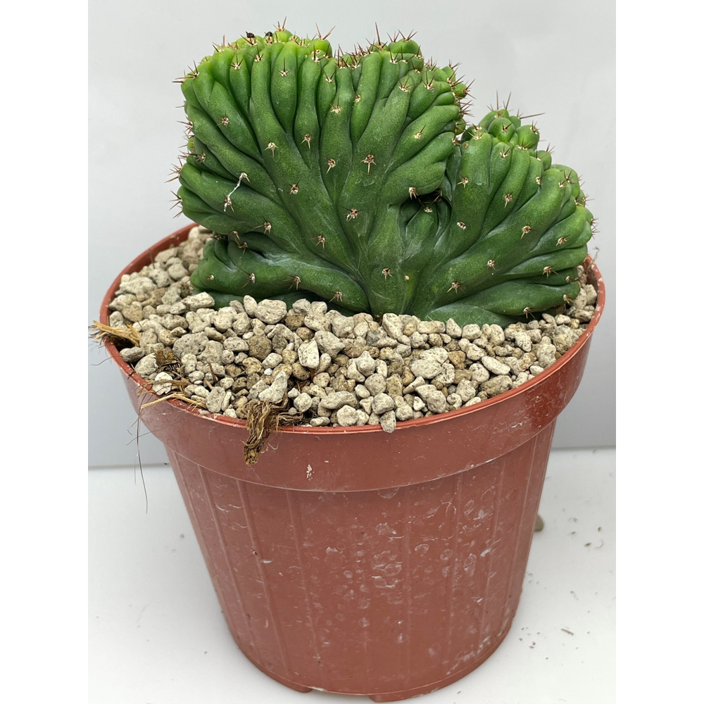 Pachanoi Cristaat 12 cm.