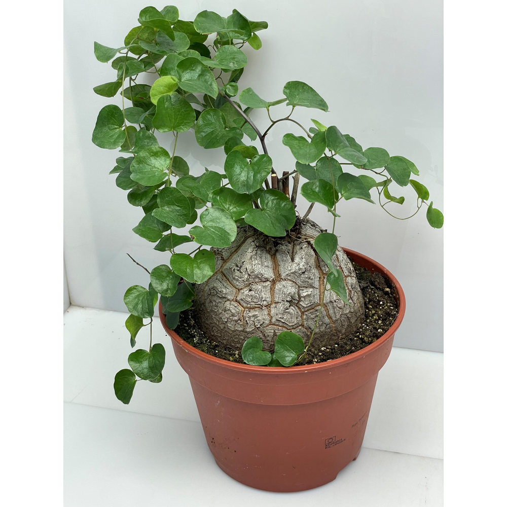 Dioscorea elephantipes 17 cm.