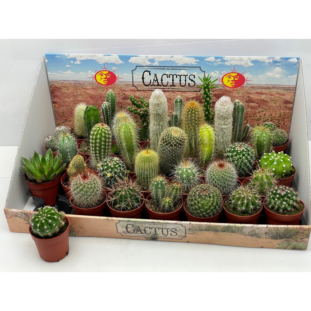 Cactus mix showdoos 6,5 cm.