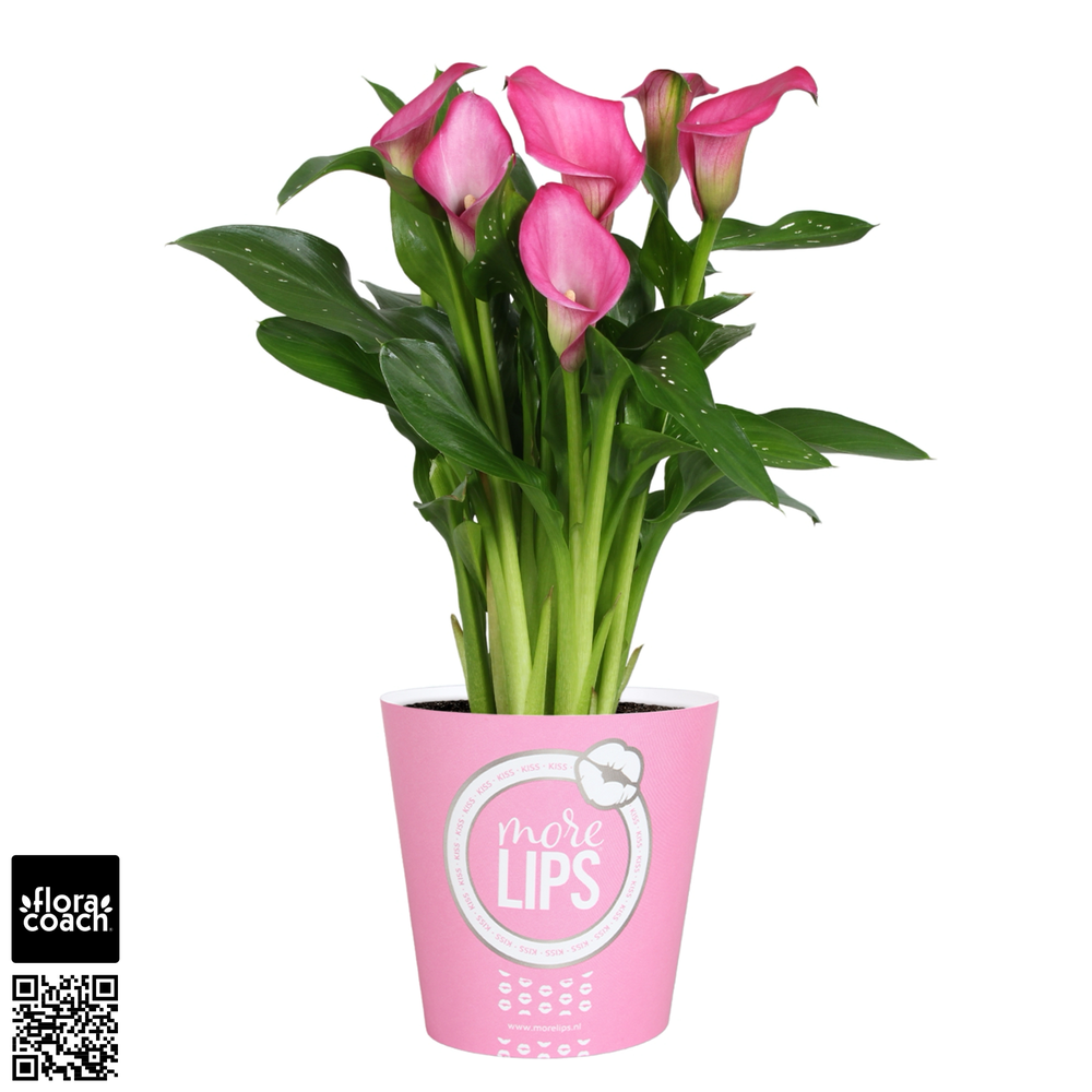 Zantedeschia Zazu Calla roze in MoreLIPS® potcover.