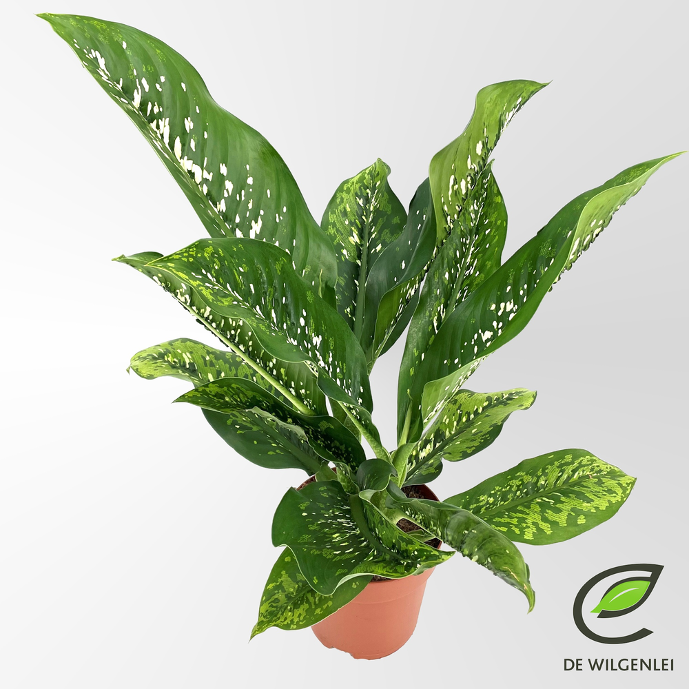 Dieffenbachia seguine 'Caiman'® p21.