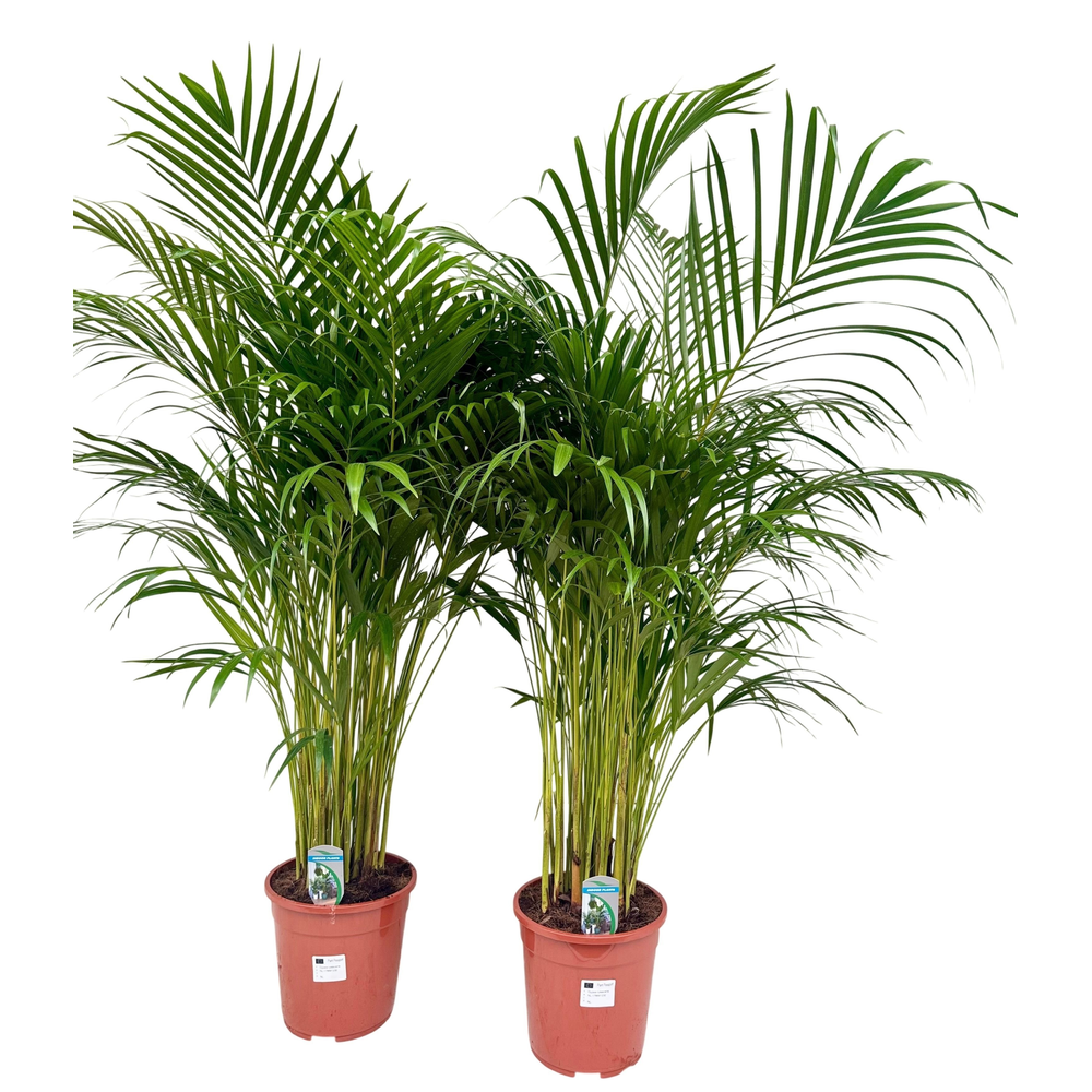 Dypsis lutescens P24 H130.