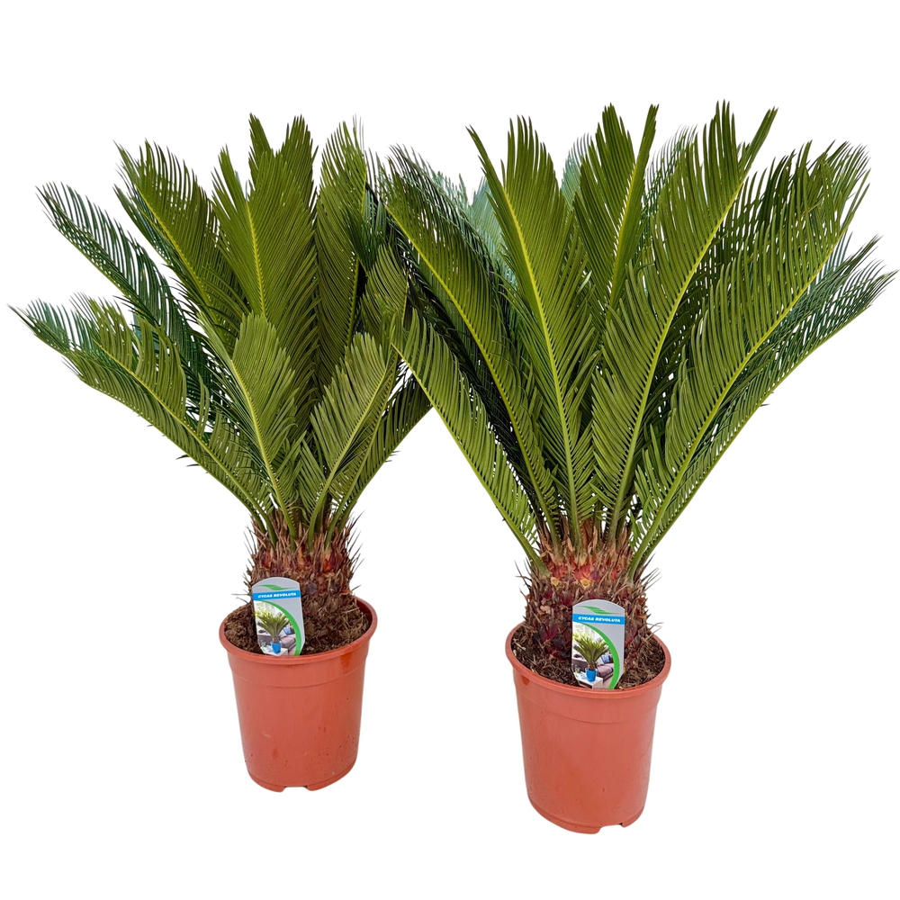 Cycas revoluta P19 XL.