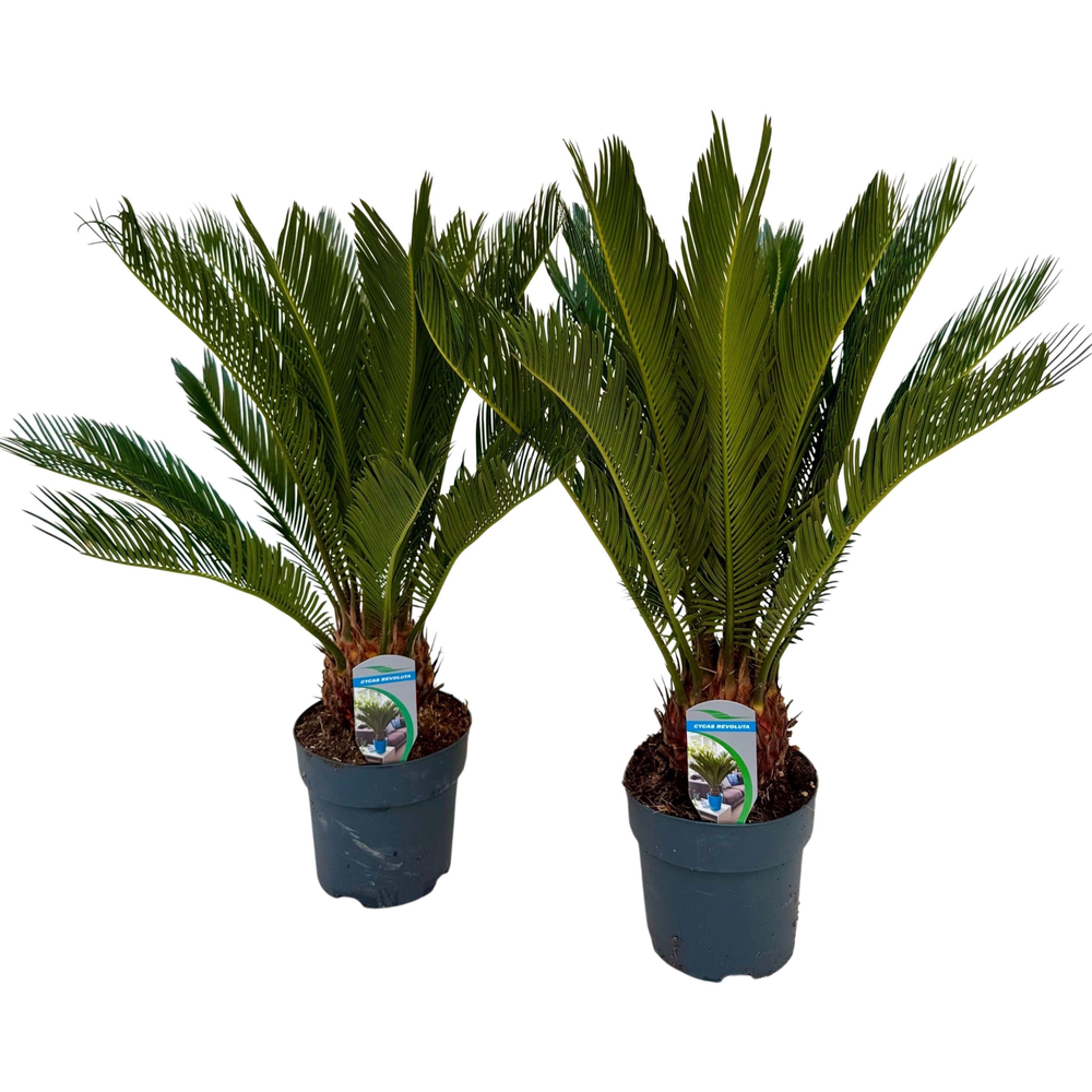 Cycas revoluta P17 XL.