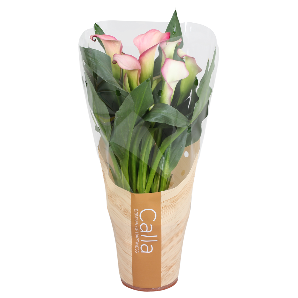 Zantedeschia French Kiss Calla roze in bedrukte ho.