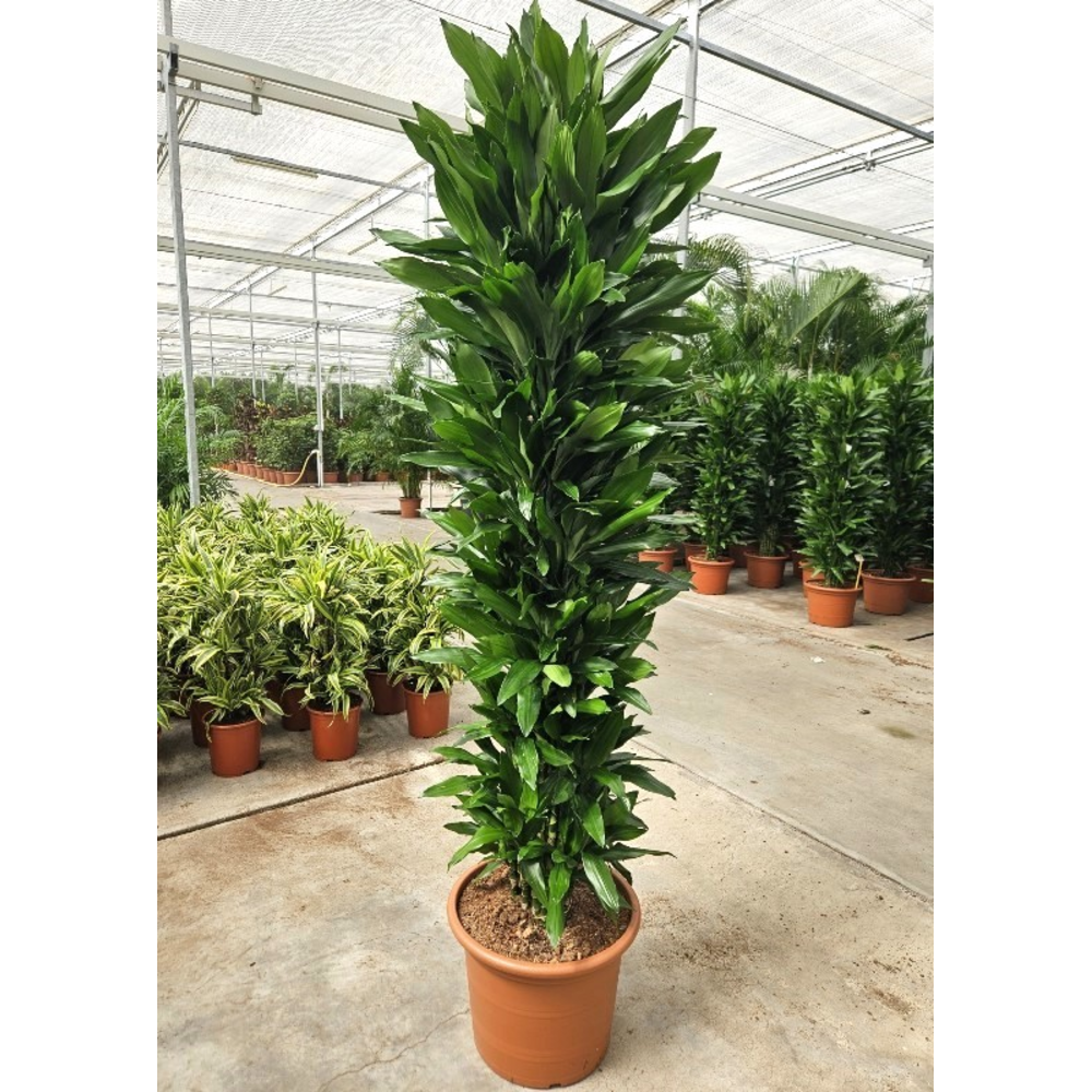 Dracaena Janet Lind.