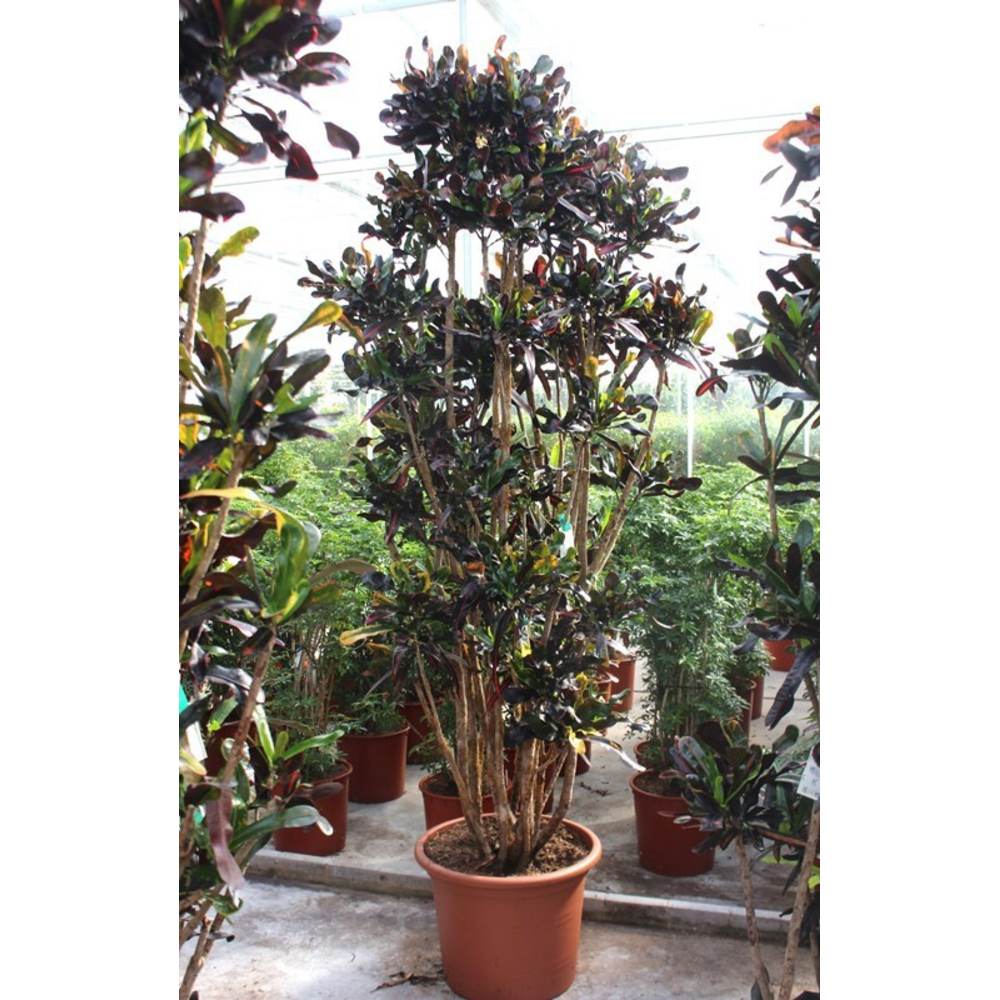 Codiaeum Mammi (Croton Mammi).
