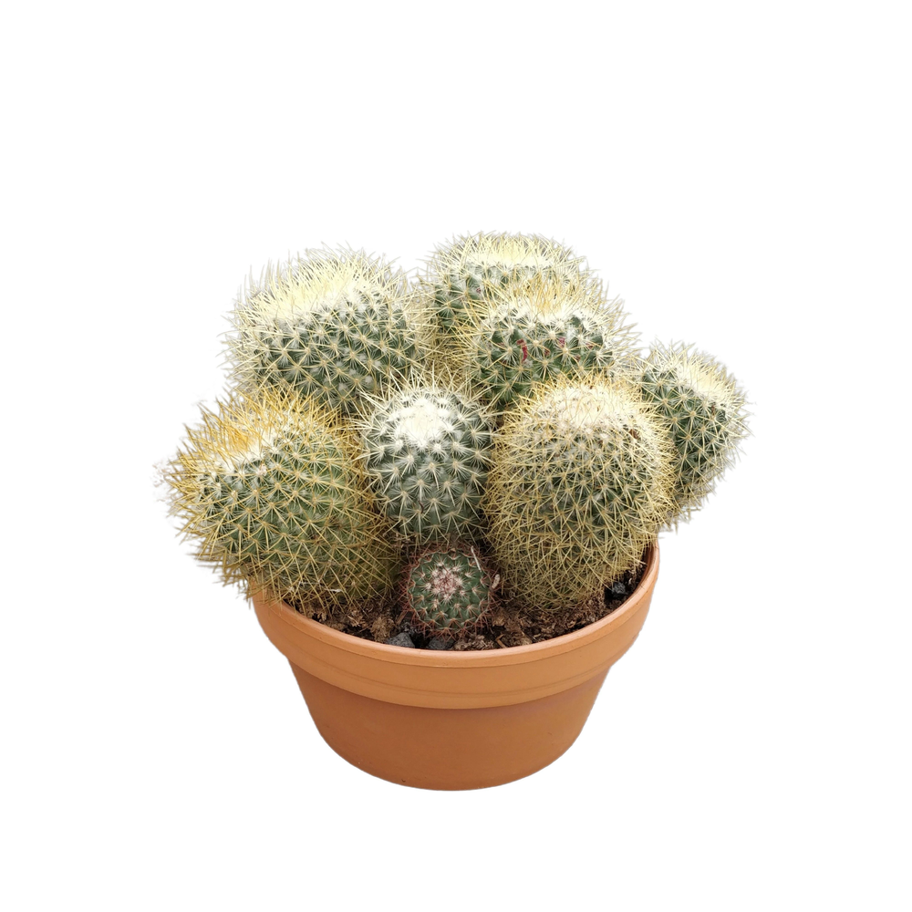 Mammillaria pringlei 20 cm.