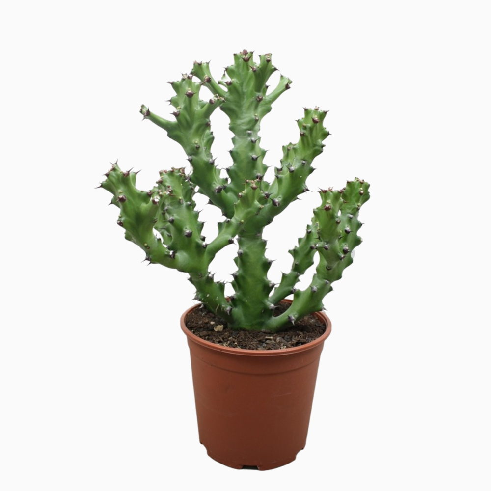 Euphorbia maurentania 21 cm.