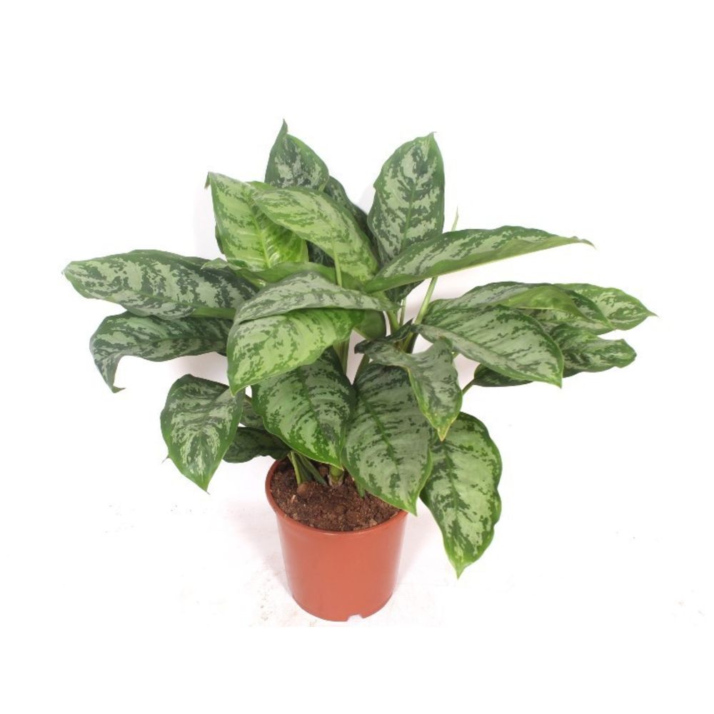 Aglaonema Chantal.