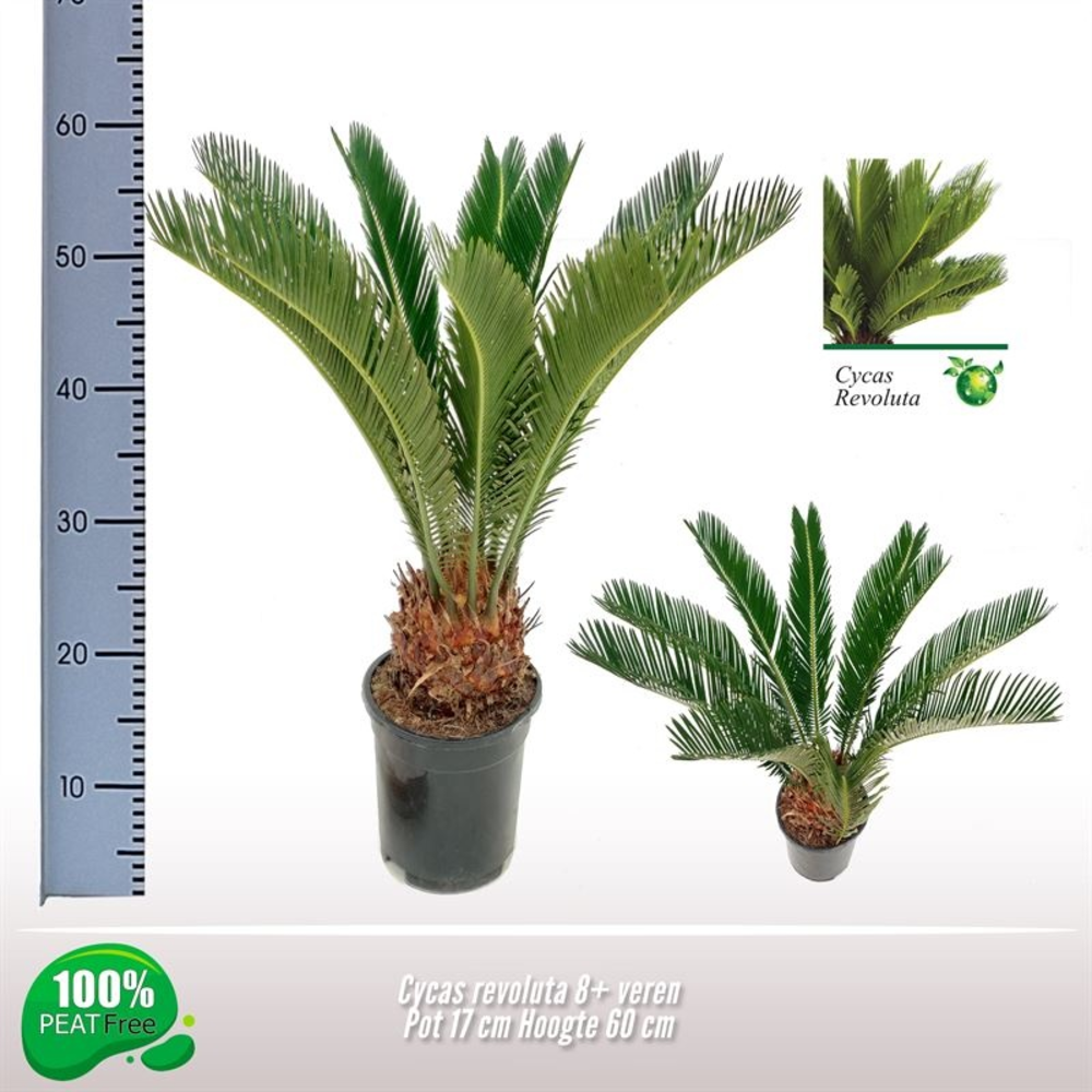Cycas revoluta 8-11 veren.