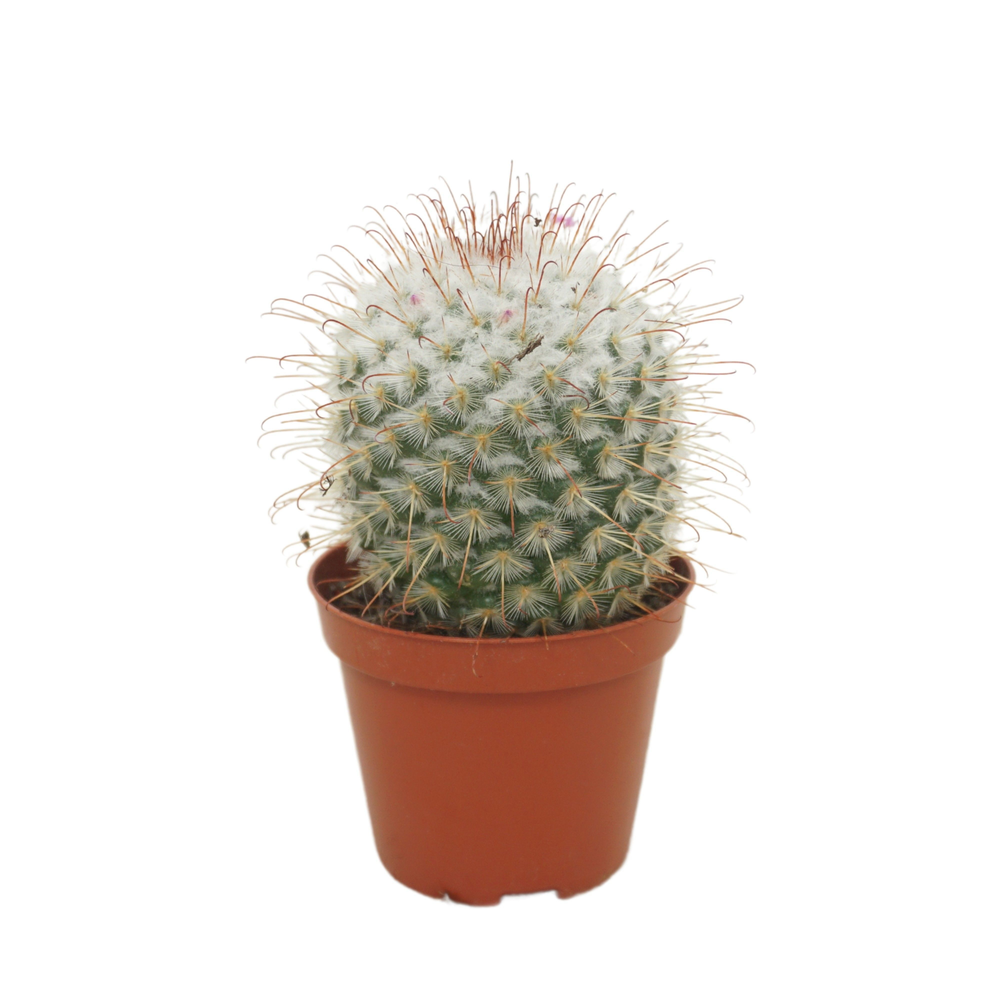 Mammillaria bombycina 8,5 cm.