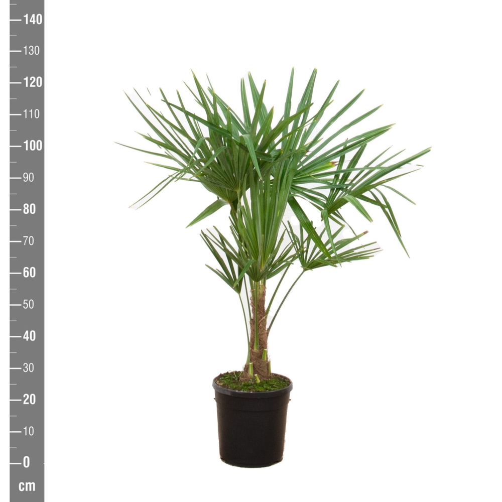 Trachycarpus Fortunei - 100cm