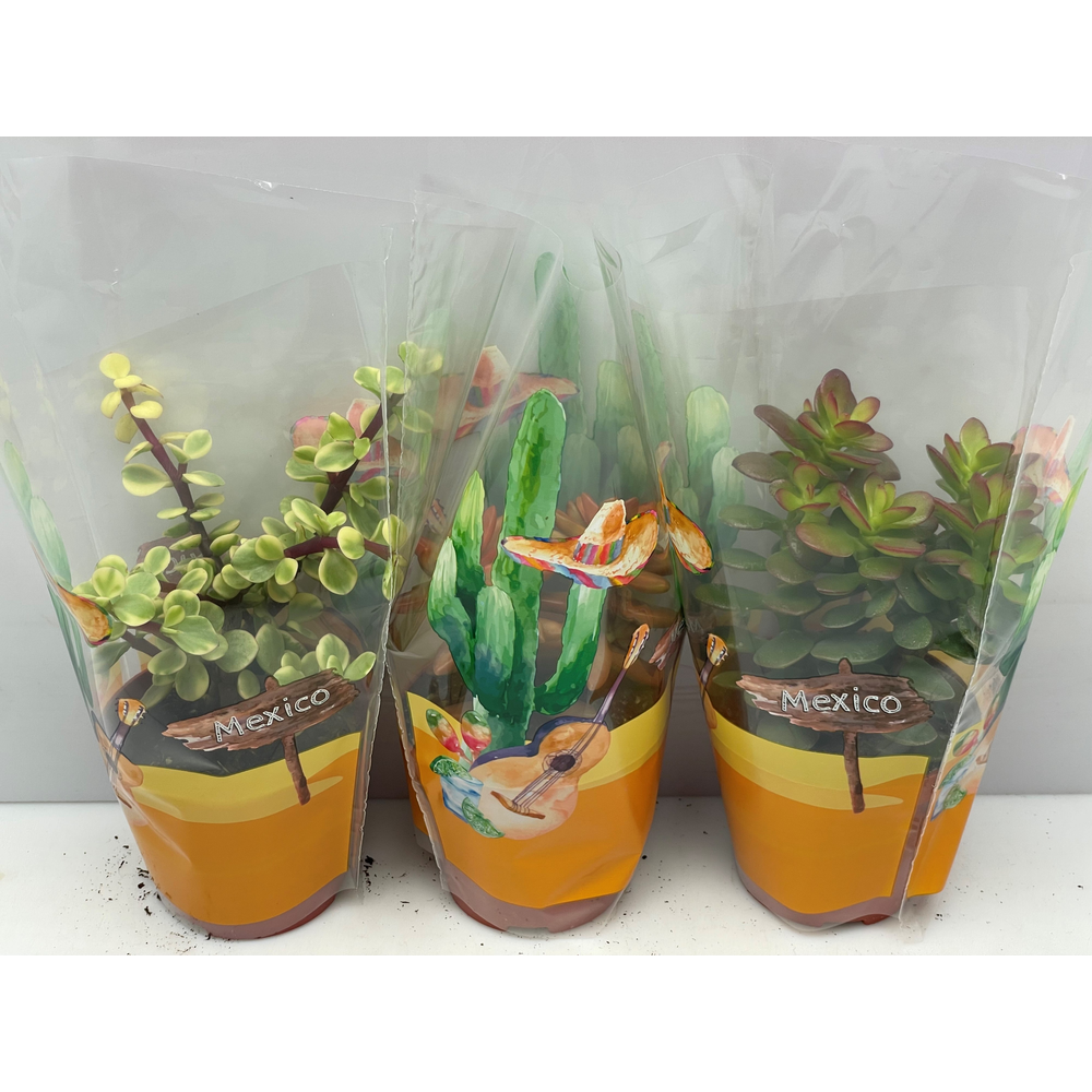 Succulent zink mexicohoes 8,5 cm.