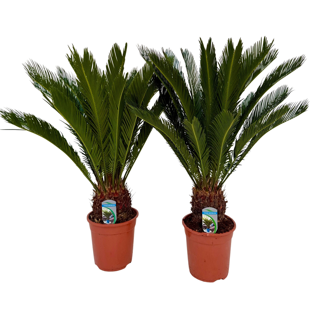 Cycas revoluta P21 XL.