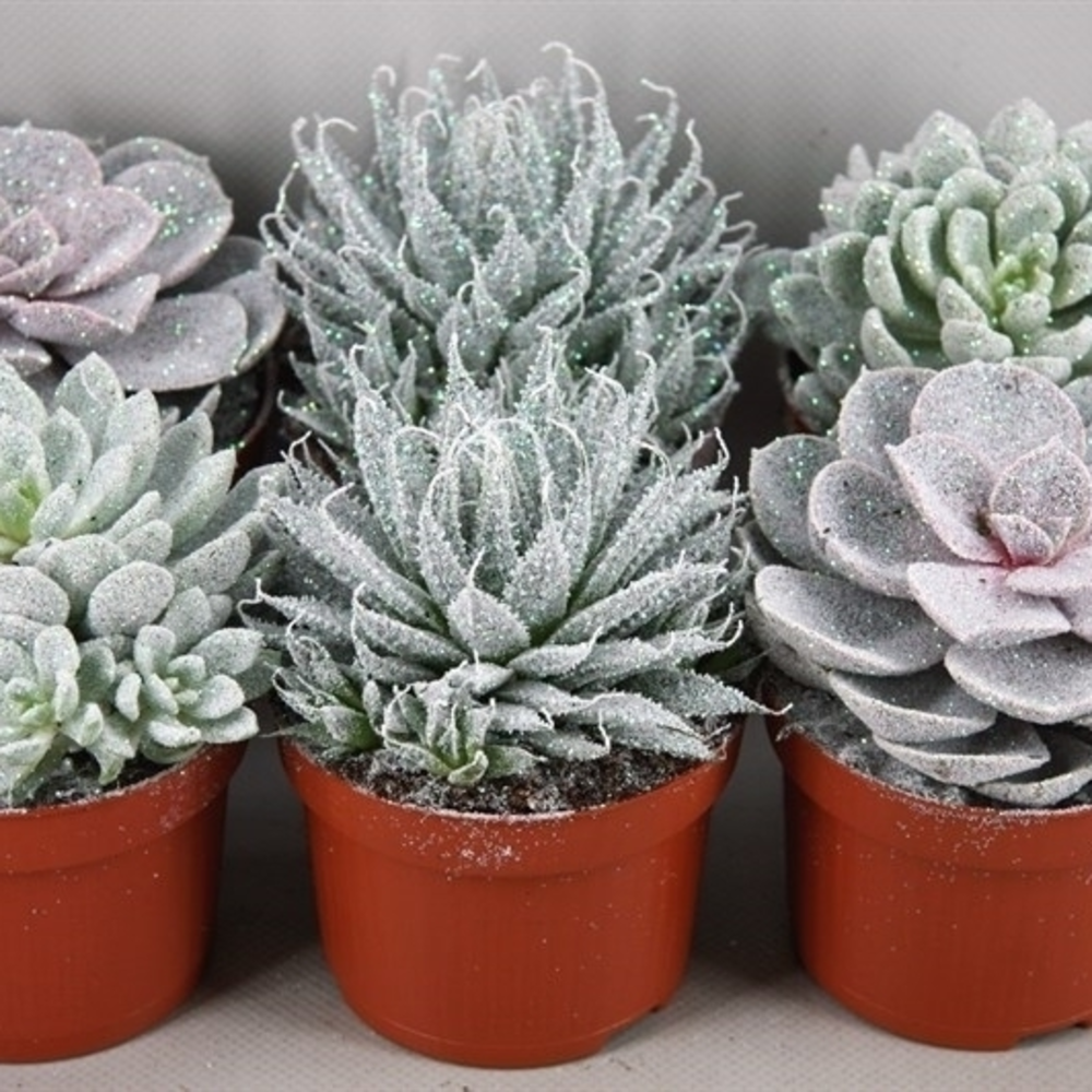 Succulent Twinkle glitter10,5 cm.