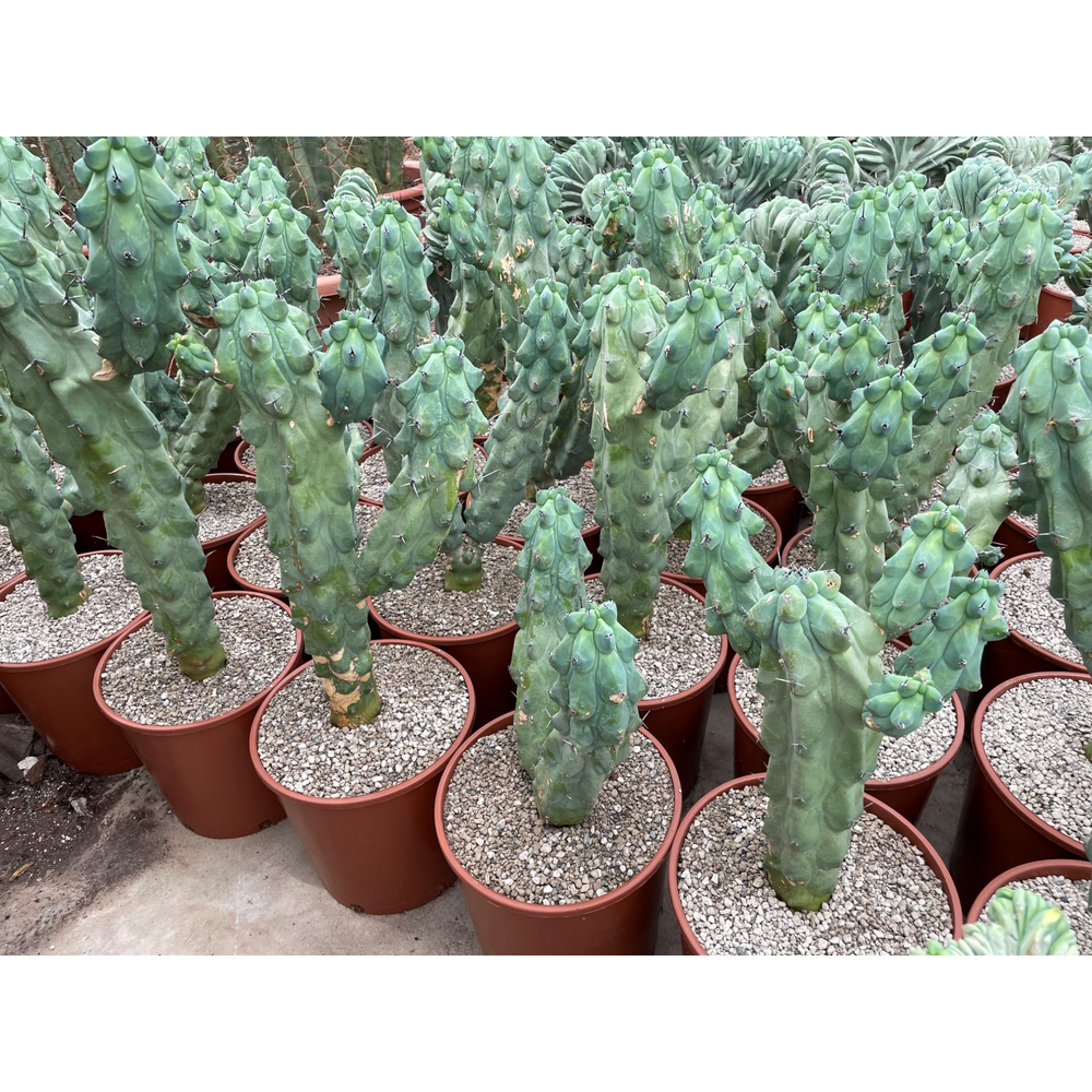Myrtillocactus Geometrizans Boobie 24 cm.