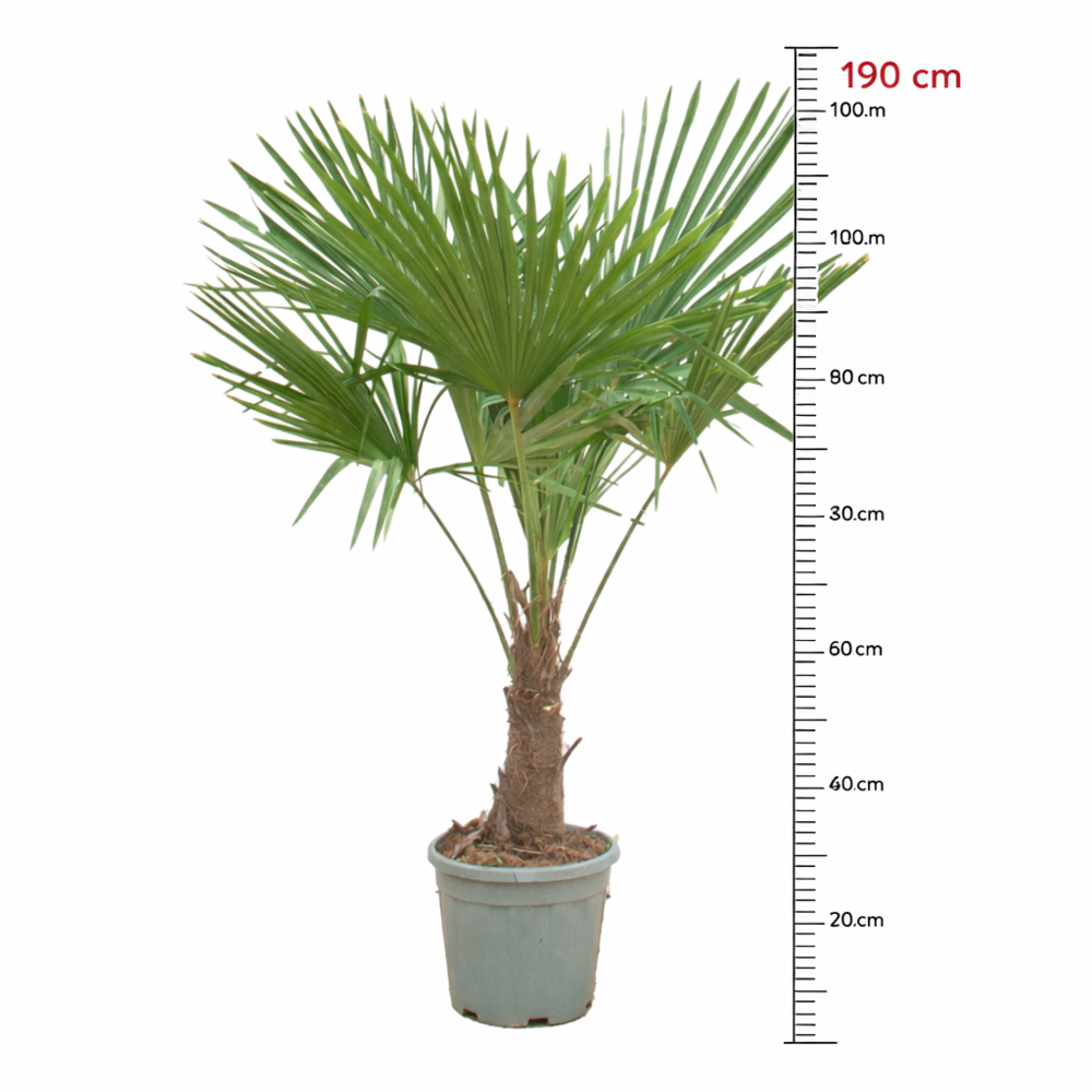 Trachycarpus Fortunei - 190cm