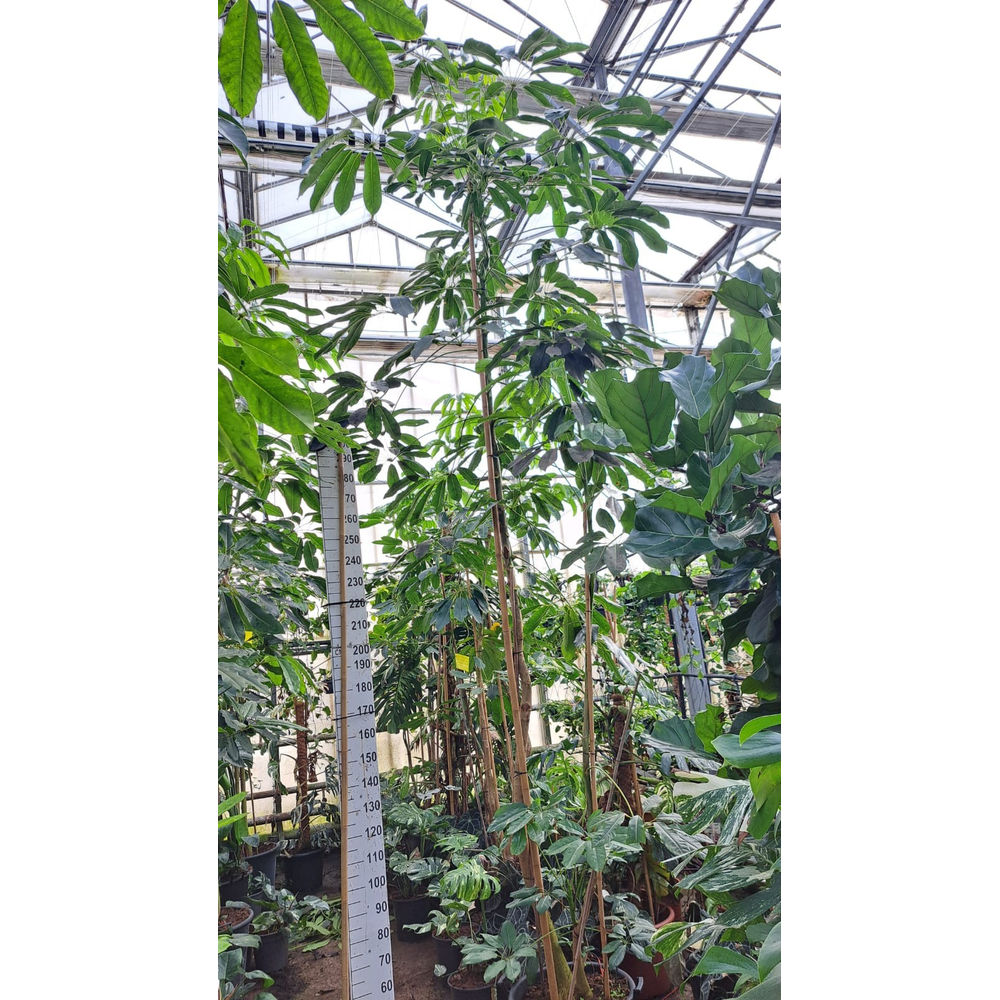 Schefflera Amate multistam 500.