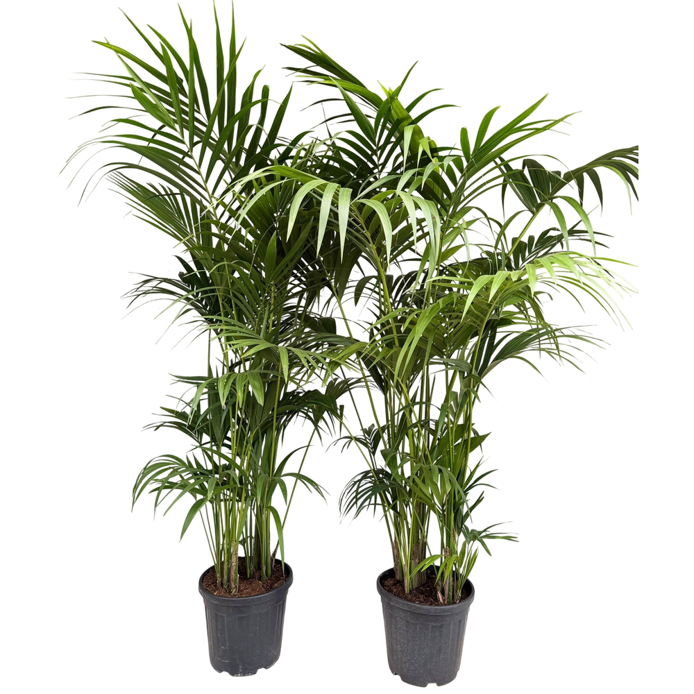 Howea forsteriana P35 H220.