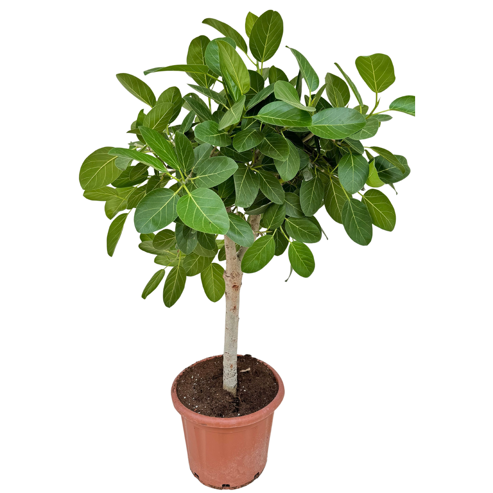 Round saucer / Underfad 42cm.