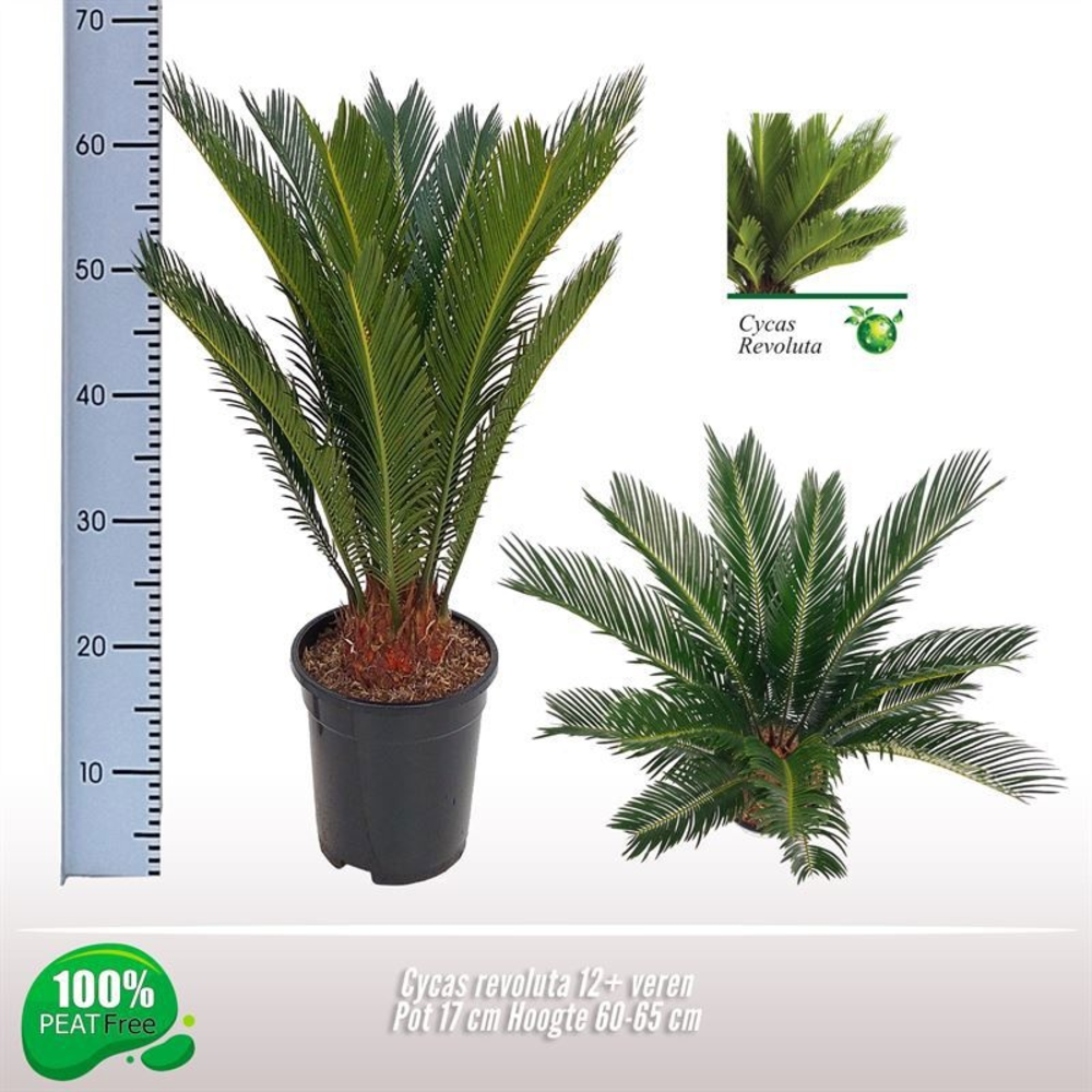 Cycas revoluta 12-14 veren.