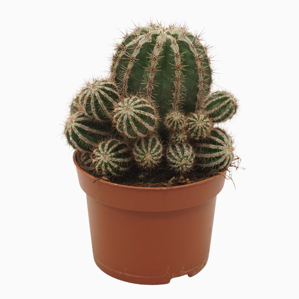 Echinopsis haku-jo maru 10,5 cm.