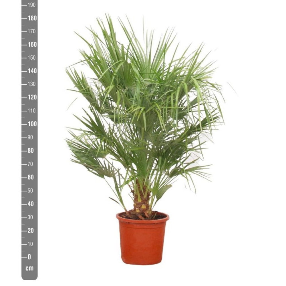 Chamaerops Humilis - 150cm.