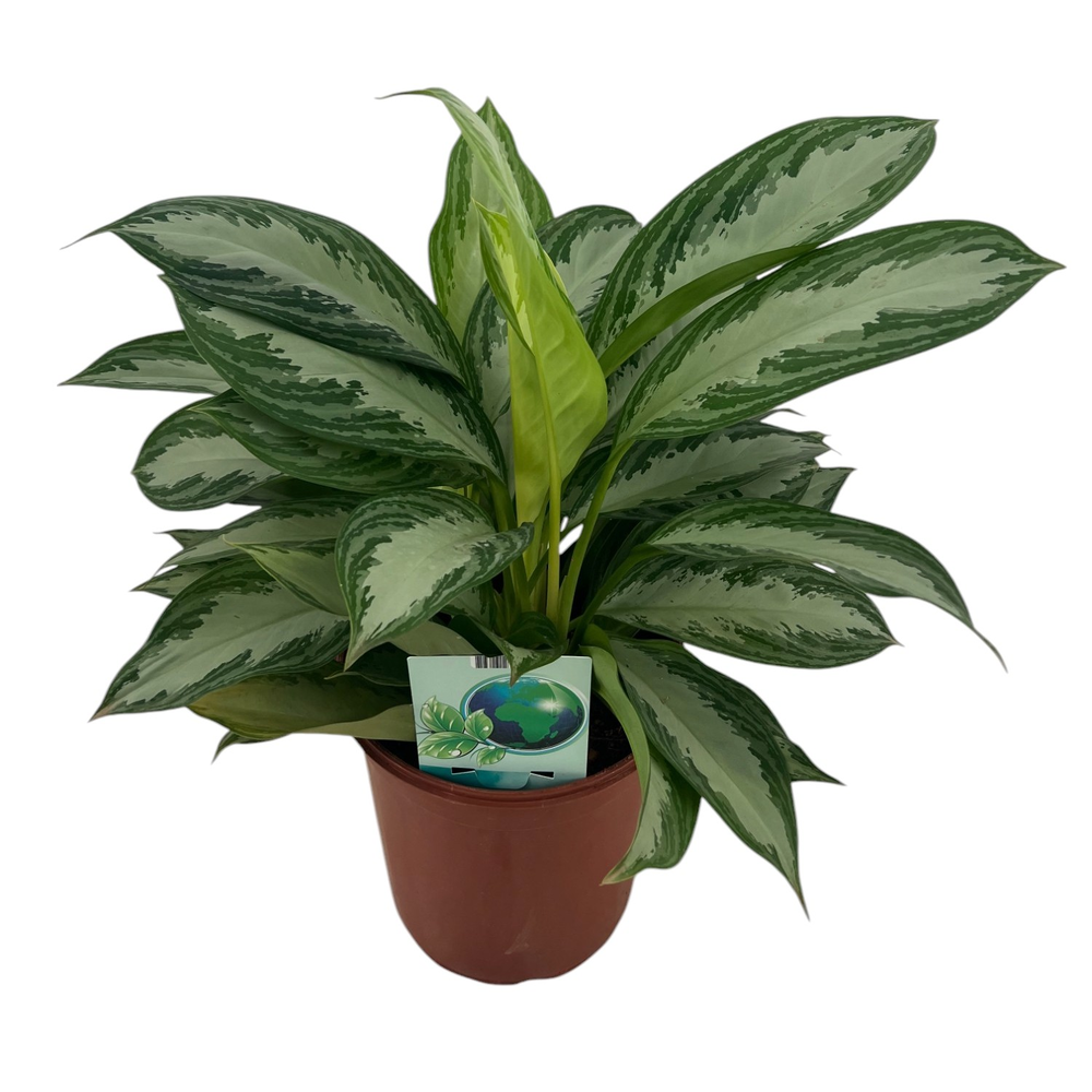 Aglaonema Silver Bay P24.